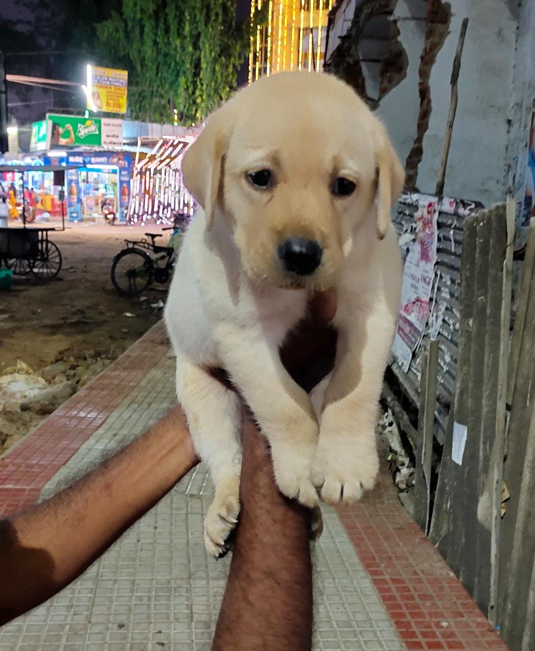 Pure bred lab puppies price in hyderabad